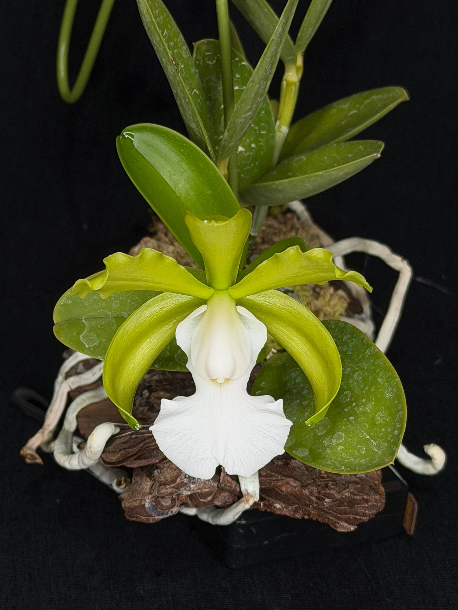 C aclandiae fma.alba This is from 'Caliman'x self Very clear green