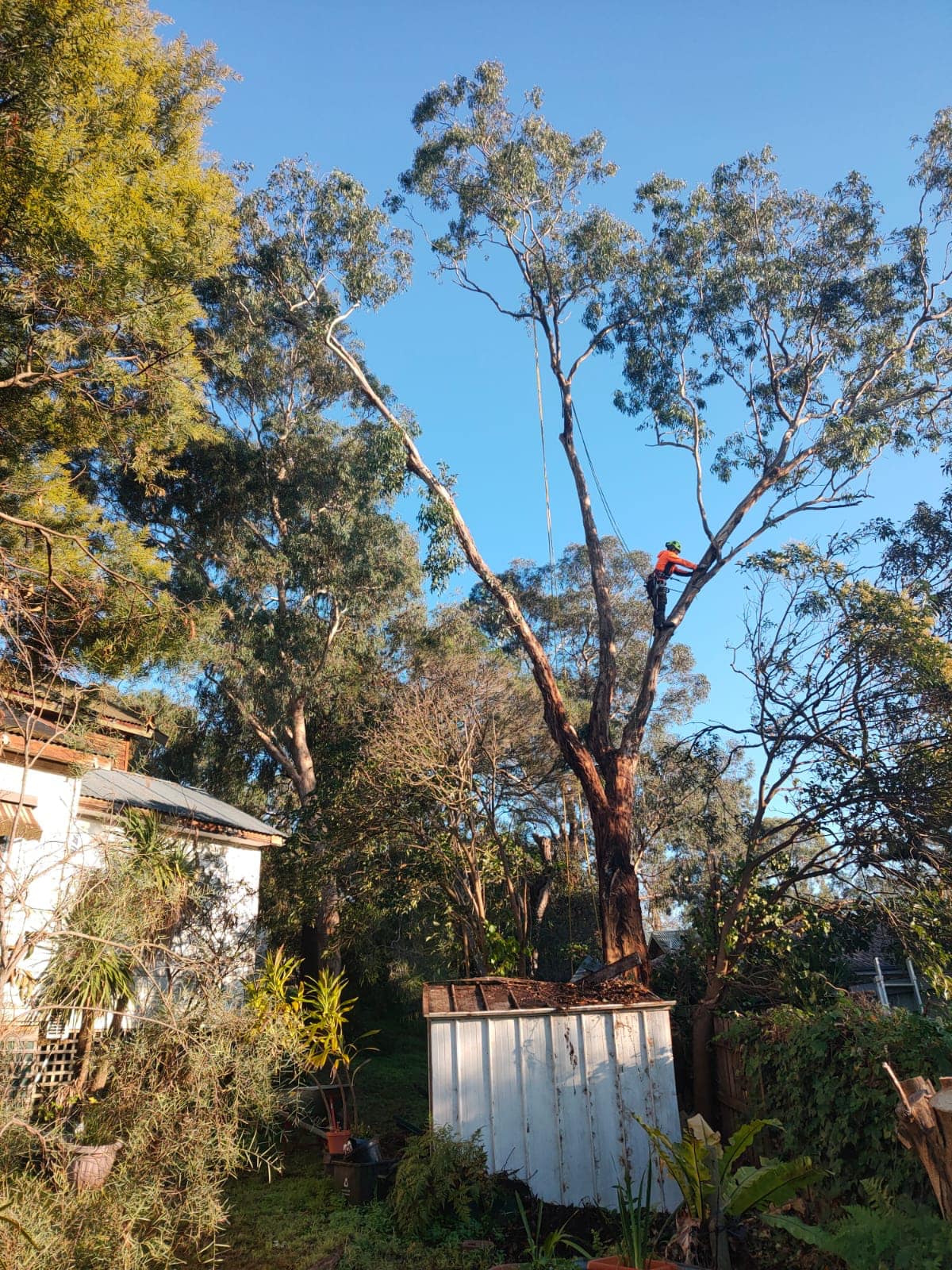 Royal Tree Services added a new photo. - Royal Tree Services