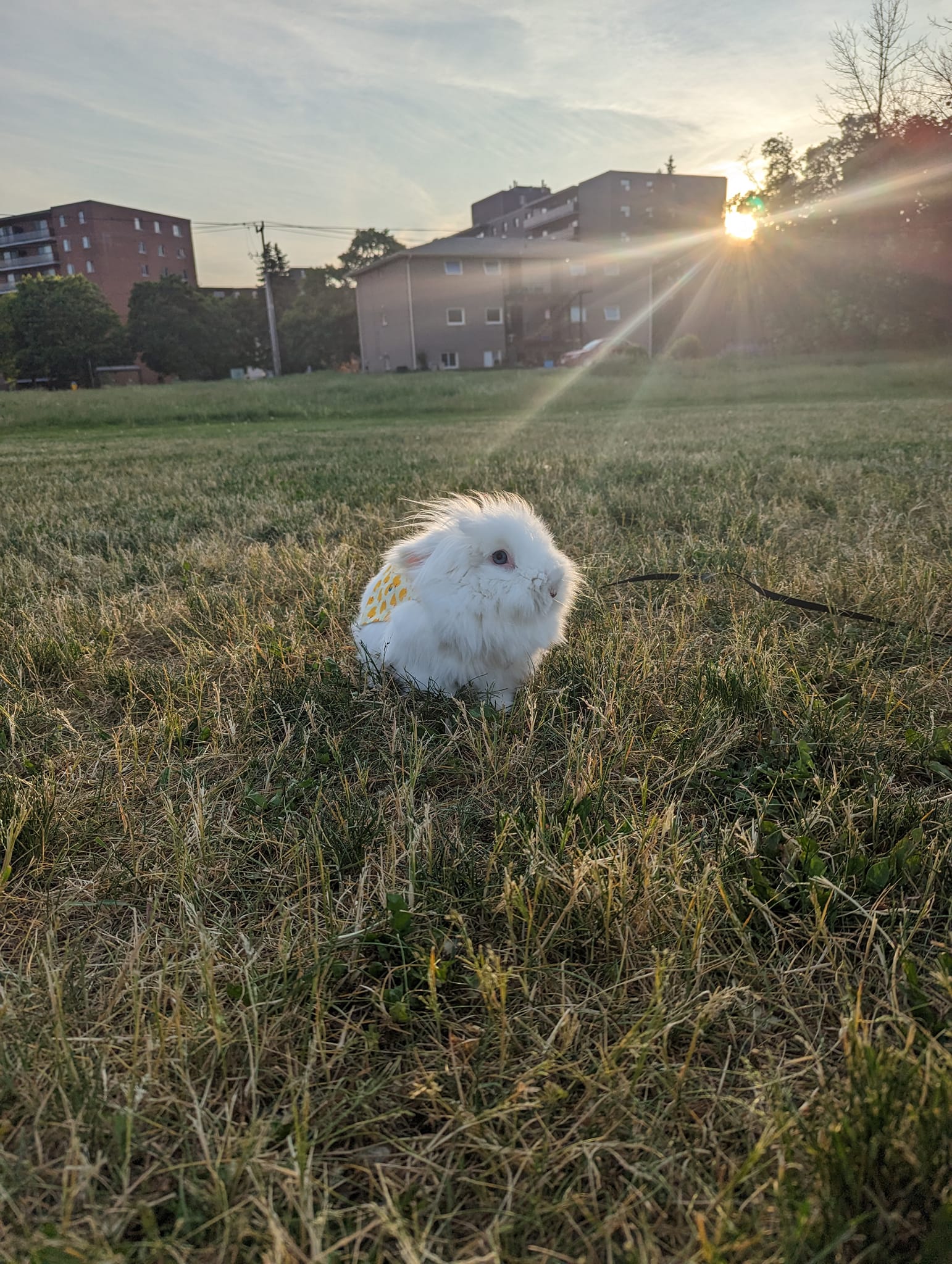 Little - Jayce Manley with his pet rabbit Luna at Jacksons Park | Facebook