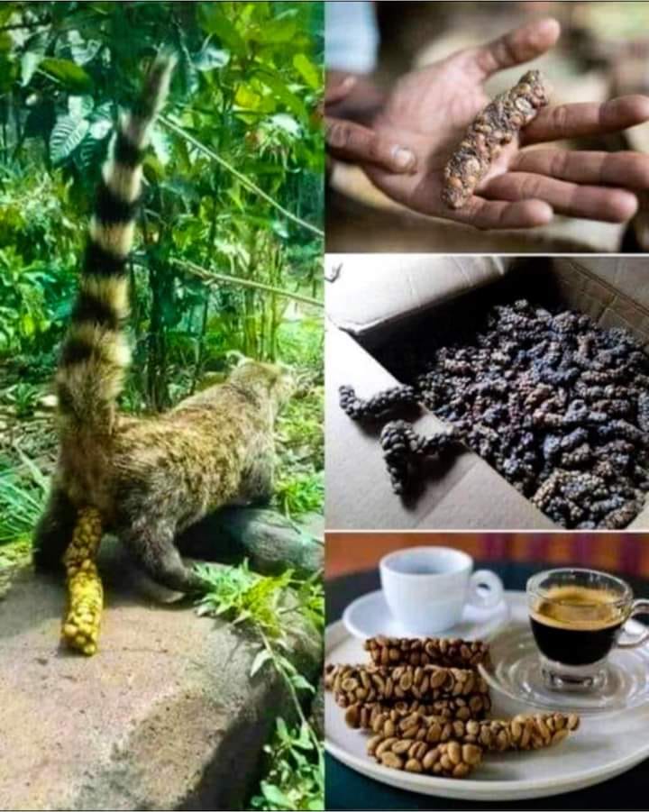 ジャコウネココーヒー500g　Musang Coffee Kape Umali KAPE MUSANG.. Did you know? The World's Most Expensive Coffee