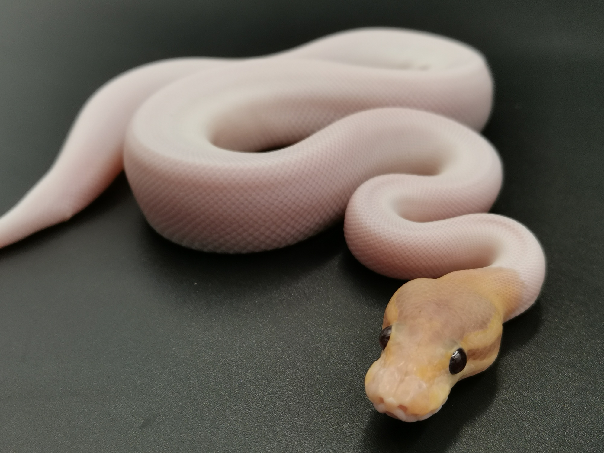 Chef Snake - ป๋มน่ารักมั้ยฮับ Cg cinnamon pied ♂️ 📥📥📥📥📥📥📥 | Facebook