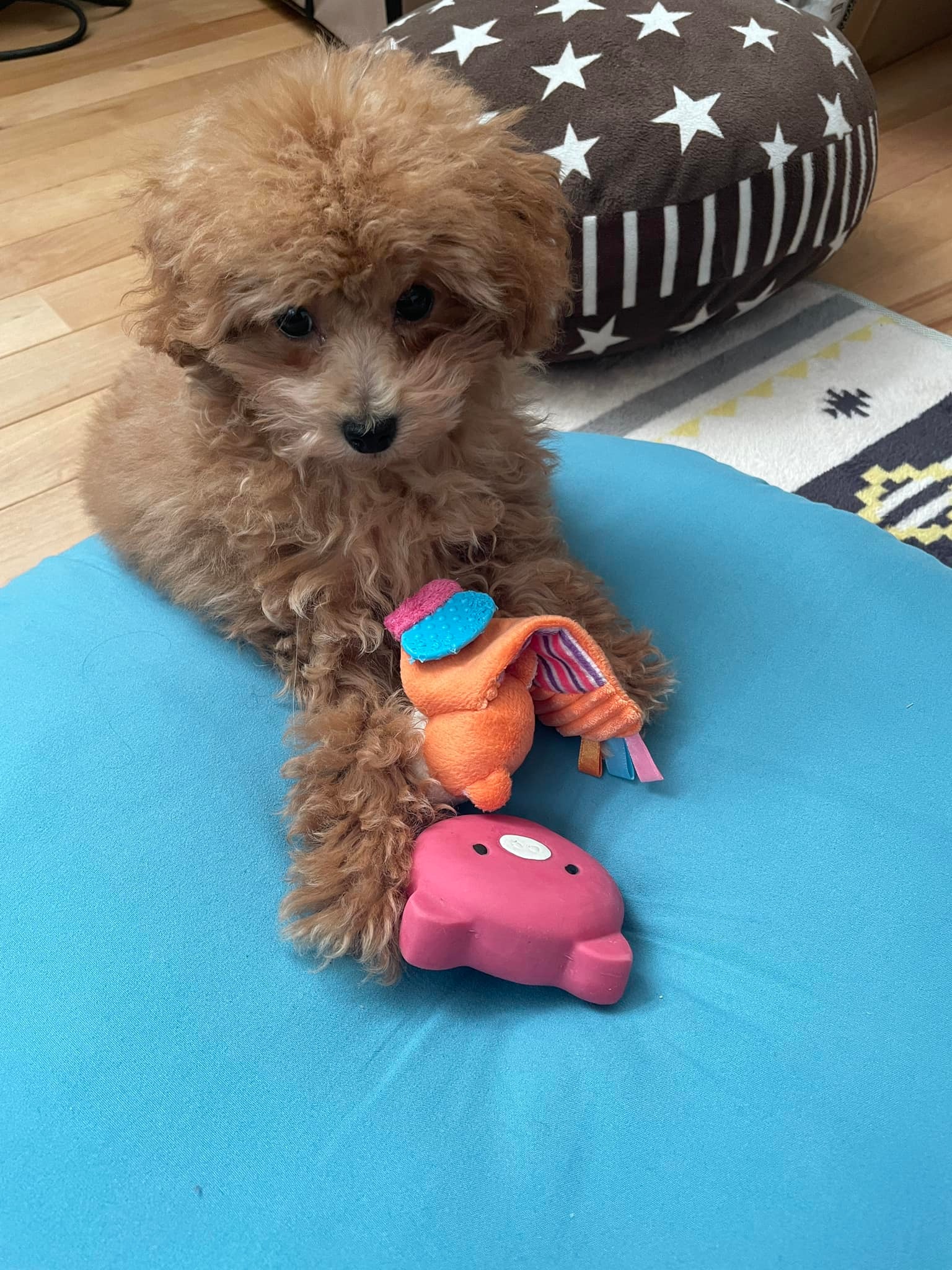 この度、家族が増えました‼️ ソラという男の子です❗️ よろしく