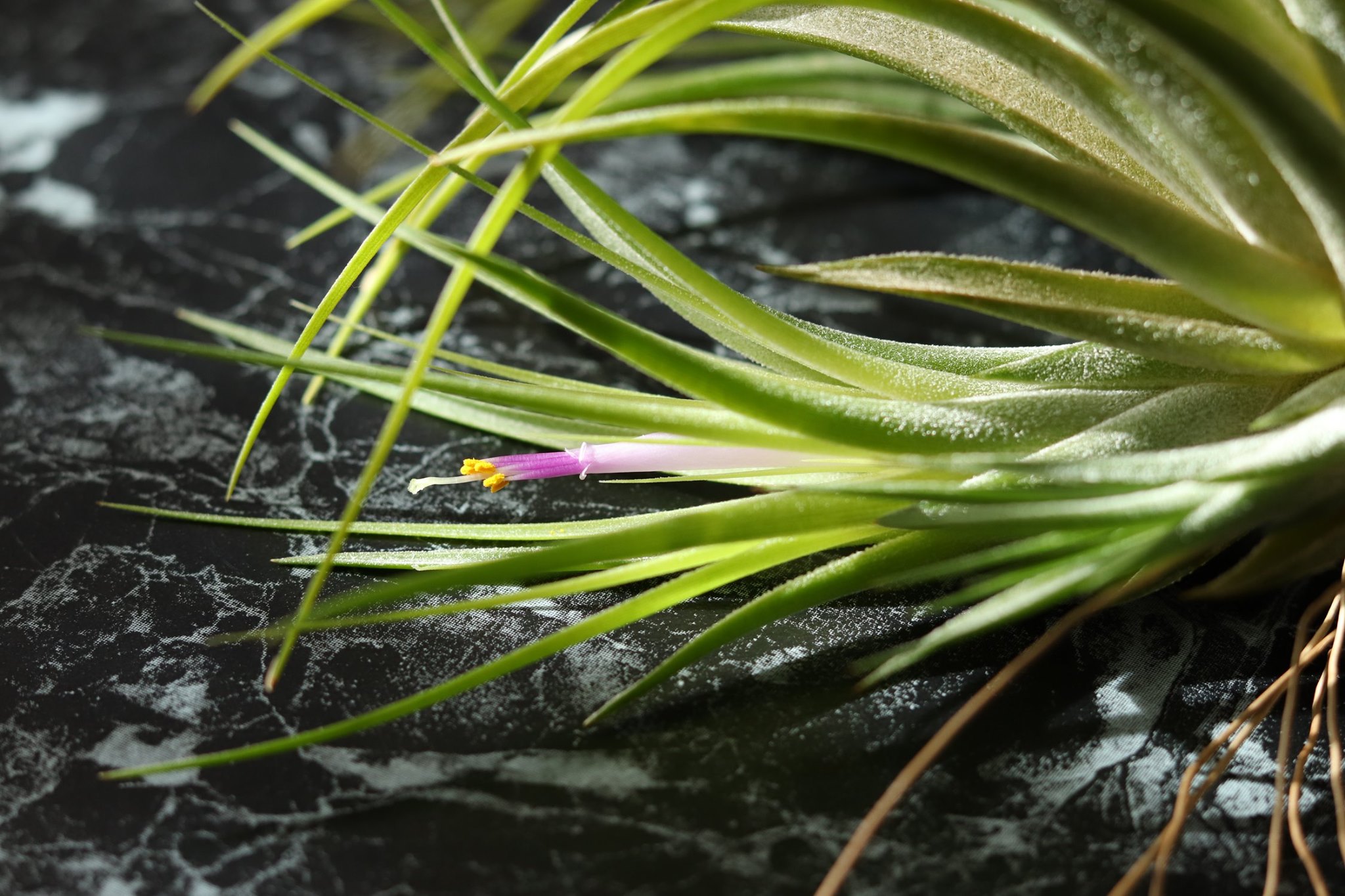 Tillandsia Ionantha blooms with white flowers