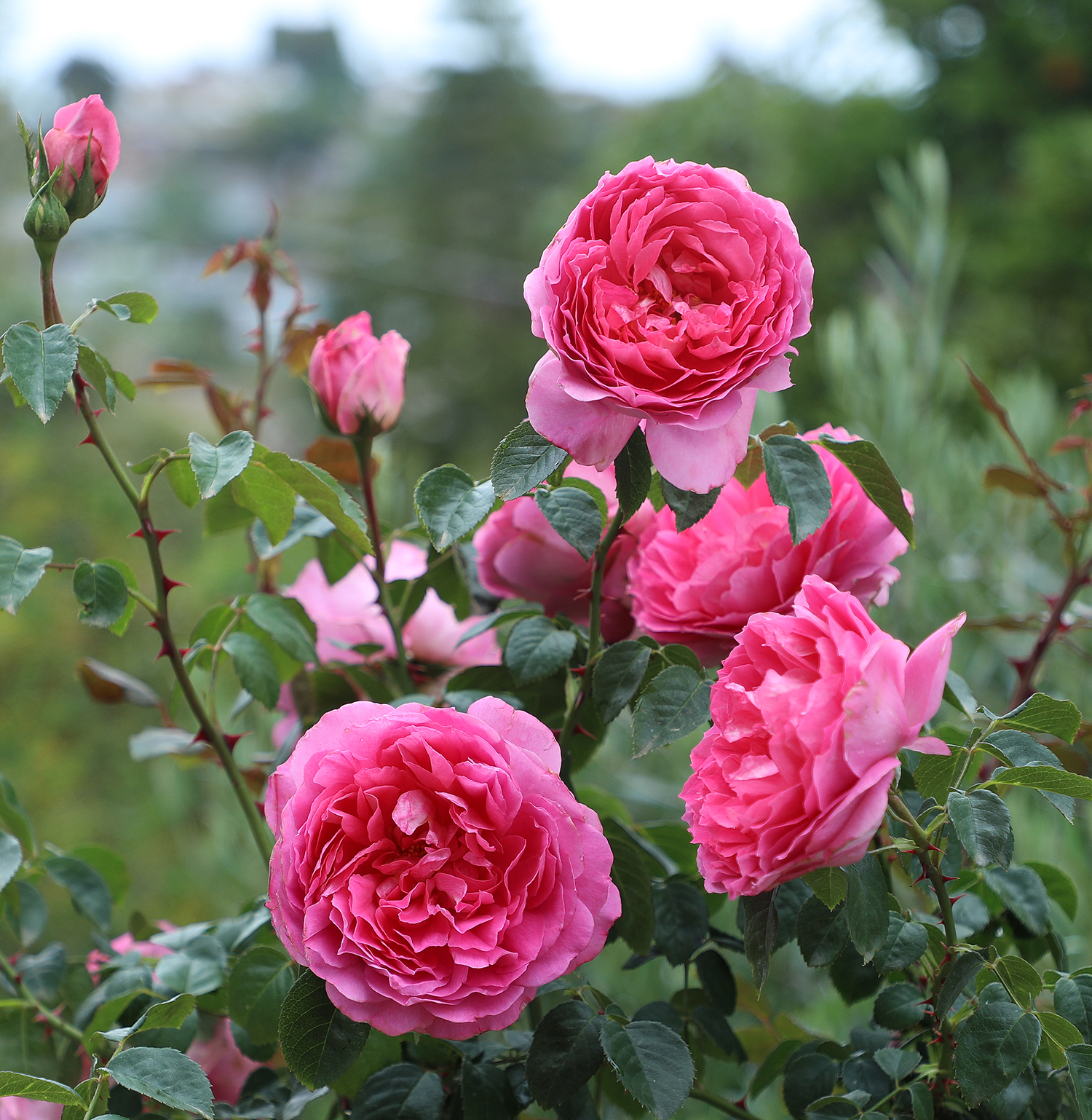 Altman - Part of our True Bloom Roses®️ collection, the patented True ...