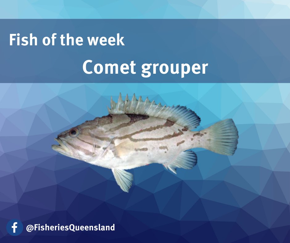 🐟 Our fish of the week is the comet... - Fisheries Queensland