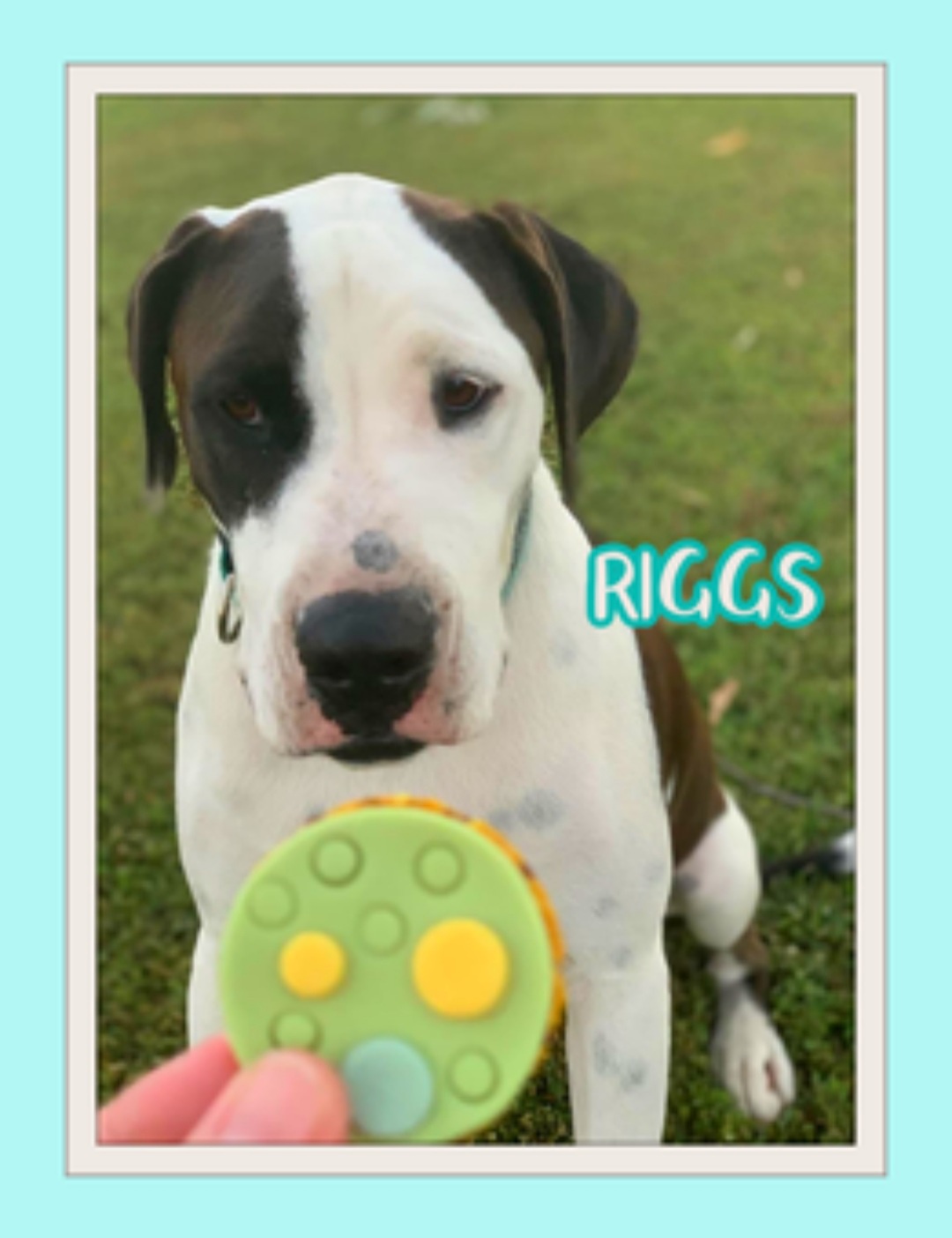 Aaron & Me - The adorably, handsome 'Riggs' Patiently...