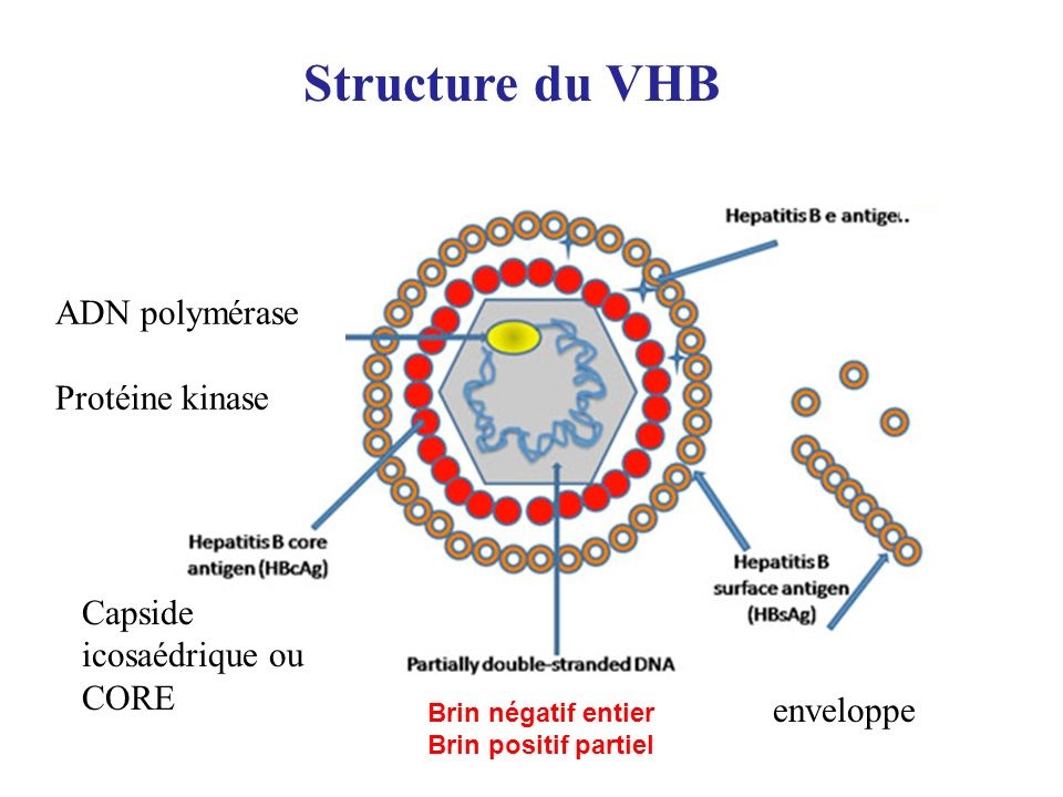 virus-de-l-h-patite-b-m-decine-g-n-rale-facebook