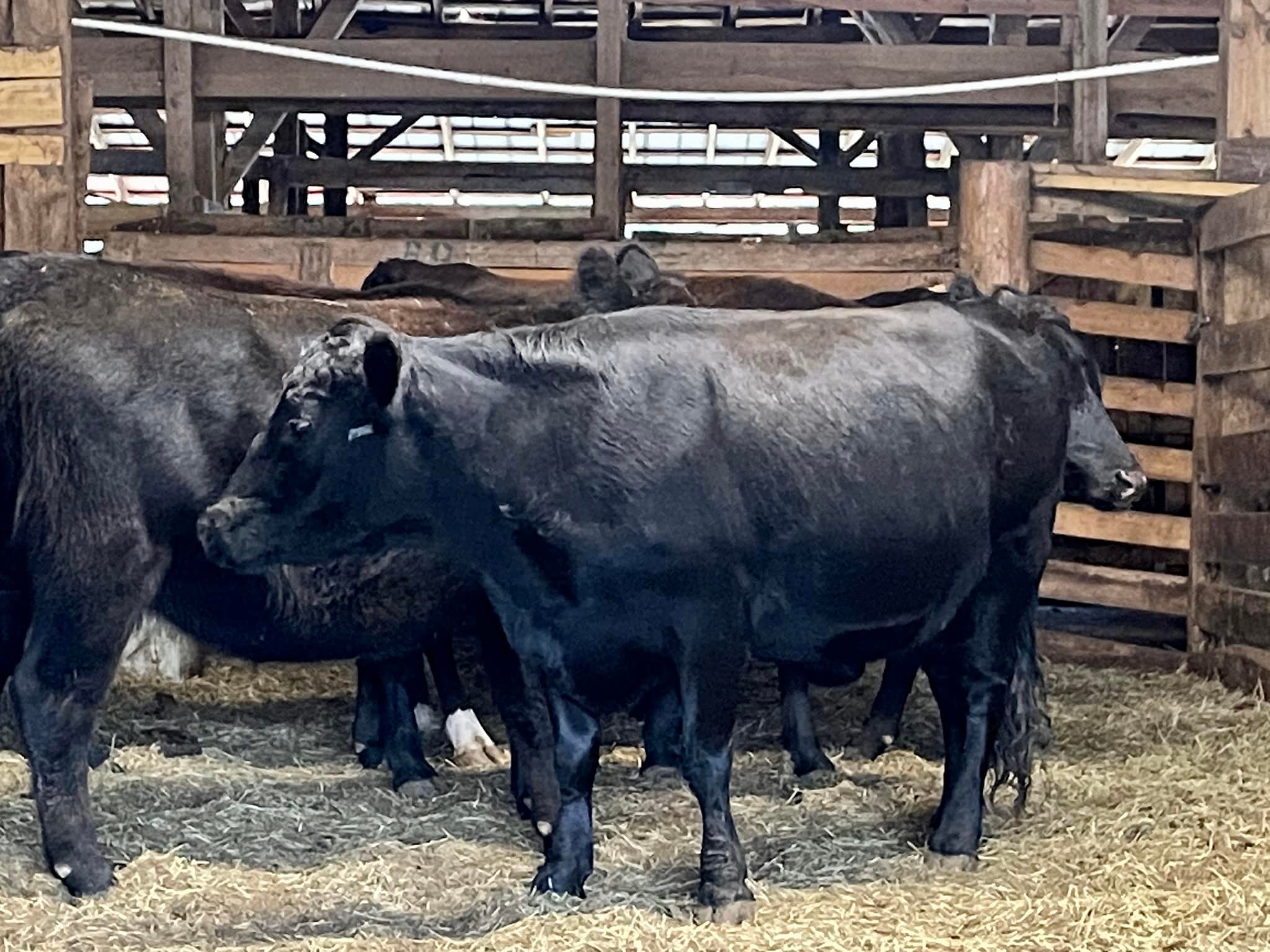 Springfield Stockyard added a new... - Springfield Stockyard
