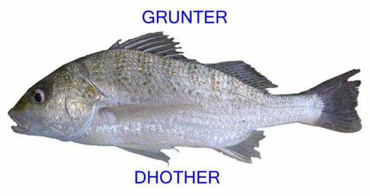 Anwar Wali Seafood Supplier | Karachi