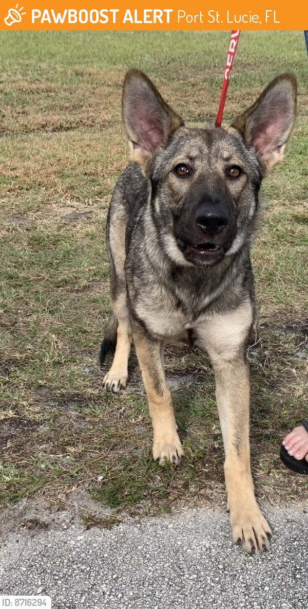 Port - ***UPDATE*** THIS PET HAS BEEN SURRENDERED 