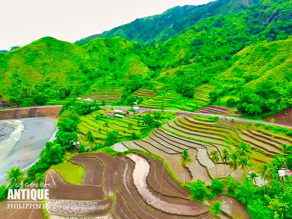 LOOK: THE AMAZING RICE... - Discover Antique, Philippines | Facebook