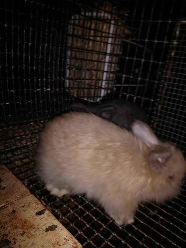 J & M Rabbitry