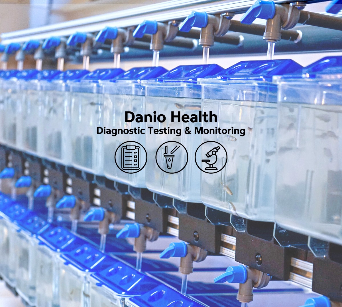 Danio Lab | Boston MA