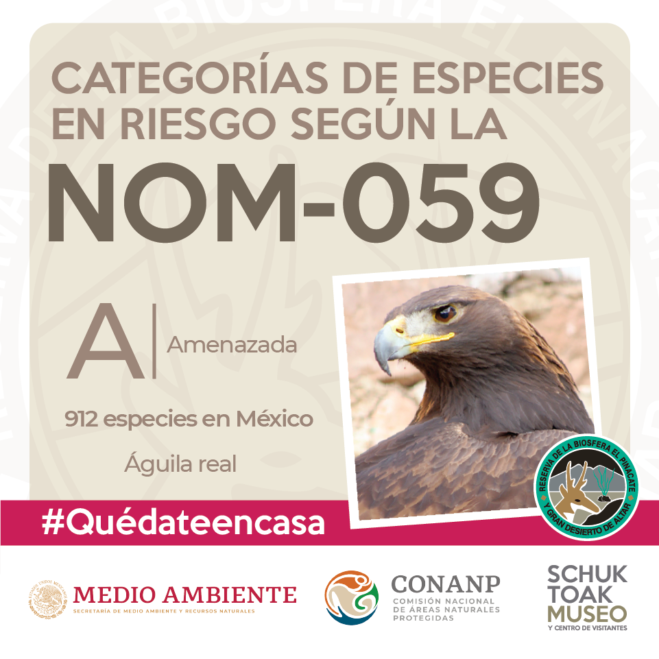 Conociendo la NOM-059. Especies amenazadas. Son especies, o poblaciones ...