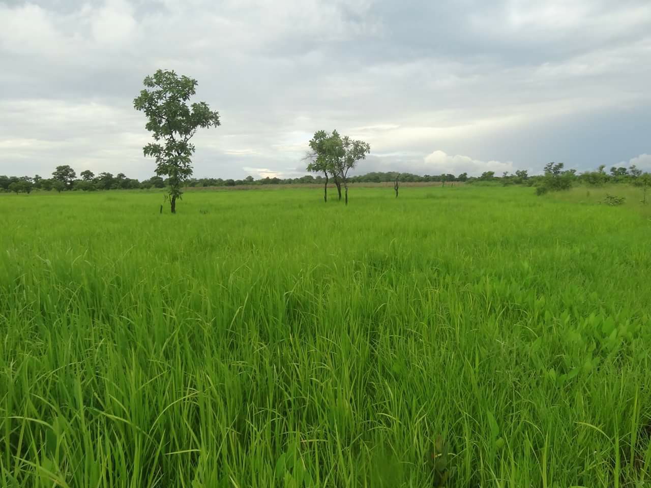 Sung AgriFirm - Sung AgriFirm rice farm at sabari in the...