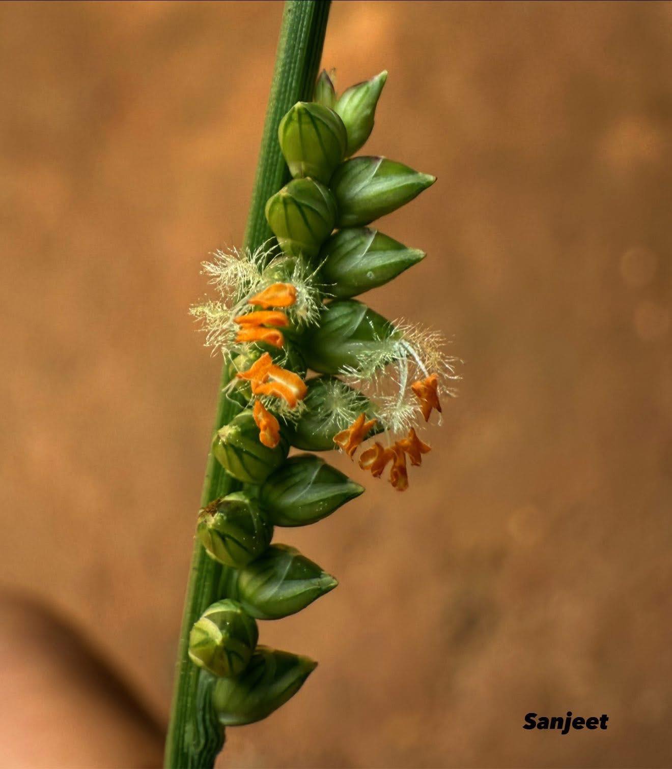 FLORA OF MANIPUR | Facebook