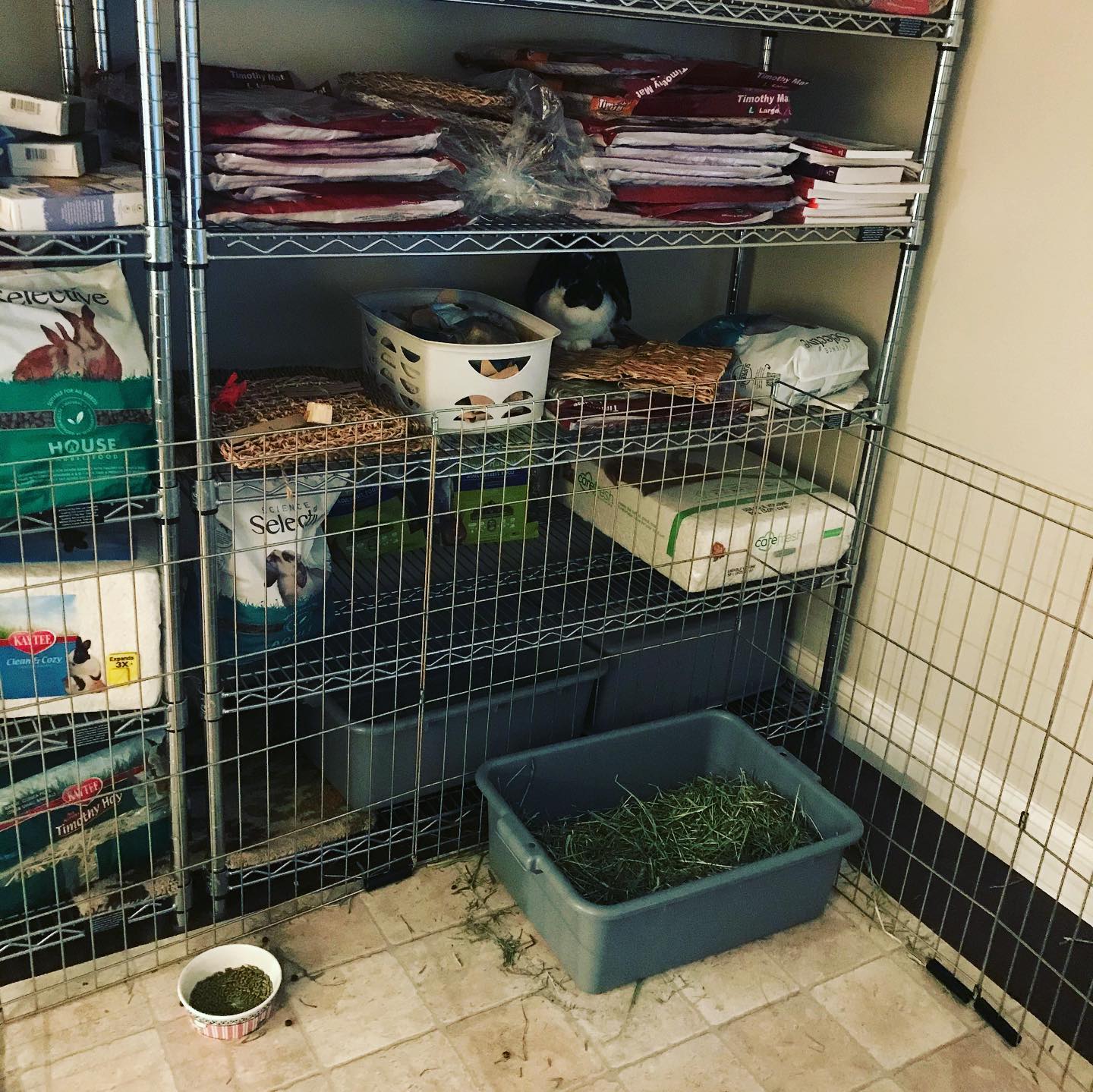 Can you find the hidden Easter... - Alabama Rabbit Rescue