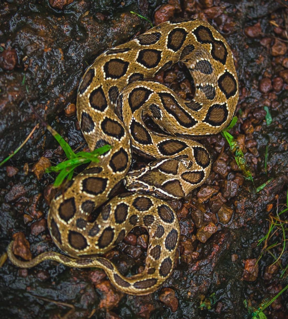 Wild Karnataka - Russell's viper-ಕೊಳಕು ಮಂಡಲ (Daboia russelii) 275 ...