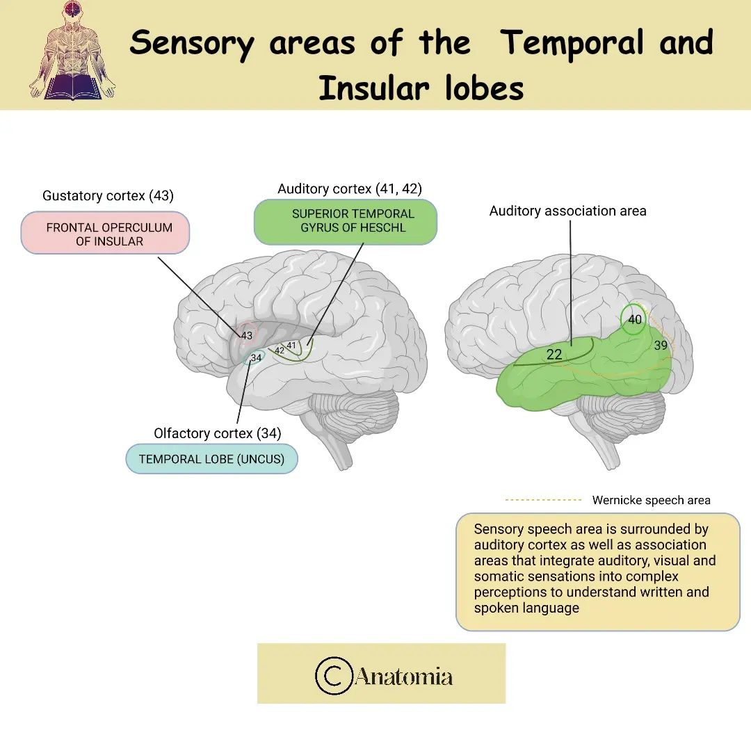 Anatomia - Sensory areas of the temporal and insular lobes... | Facebook