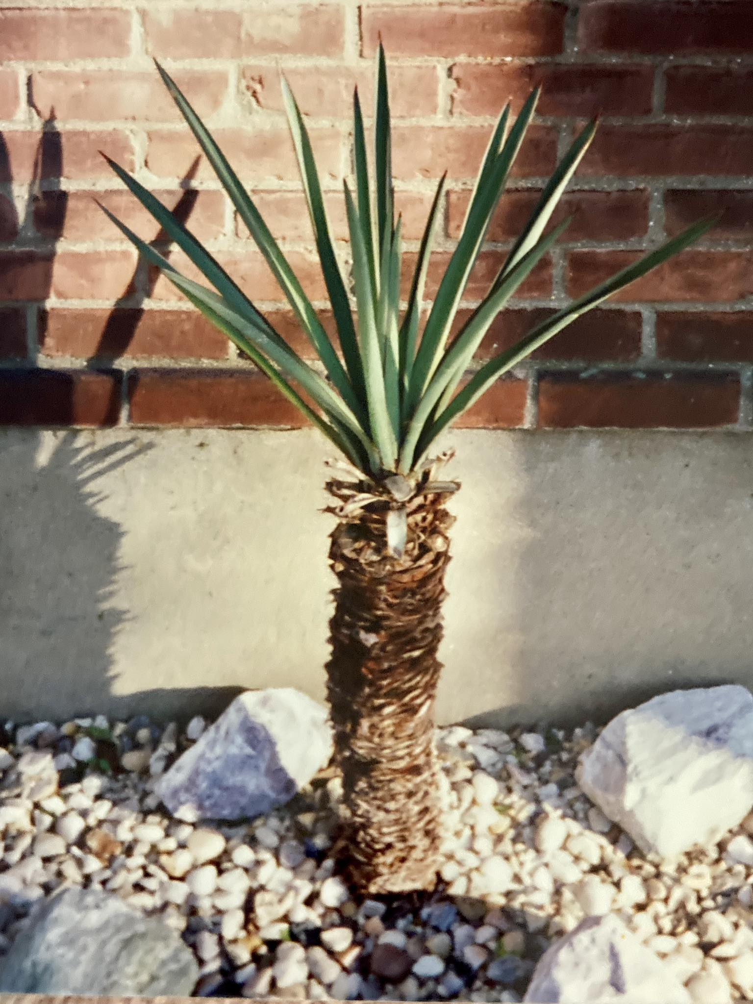 What type of yucca is this in Bayside, NY?