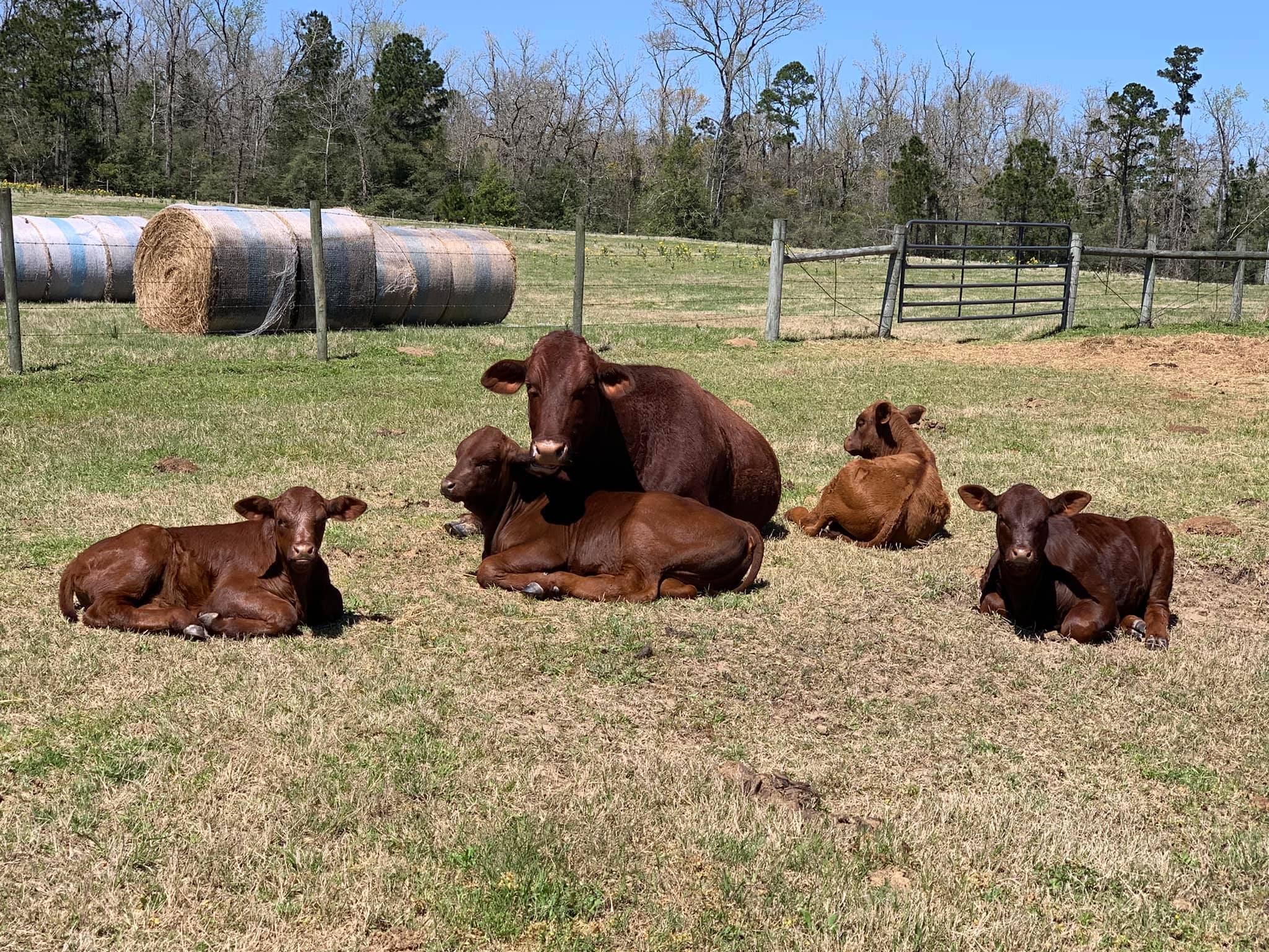 Triple P Ranch - Well I guess Reba is the Designated...