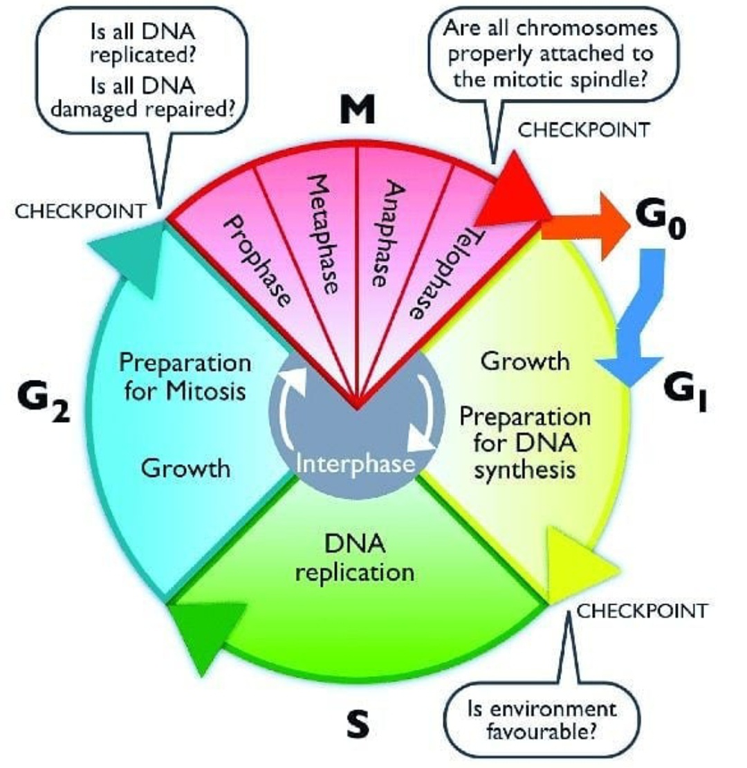 Biology notes - What is cell cycle? What are the stages of cell cycle ...