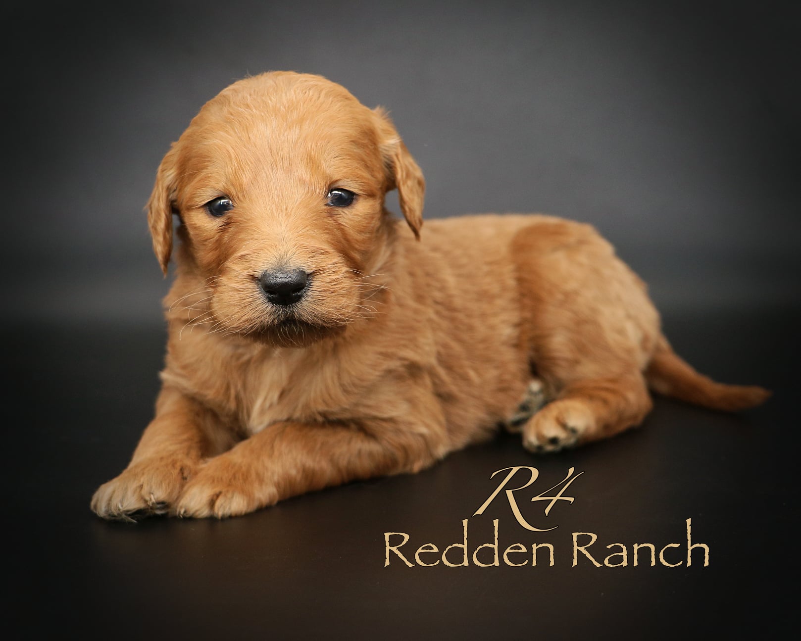 River & Windsor's Goldendoodle... - Redden Ranch - Rocking R4