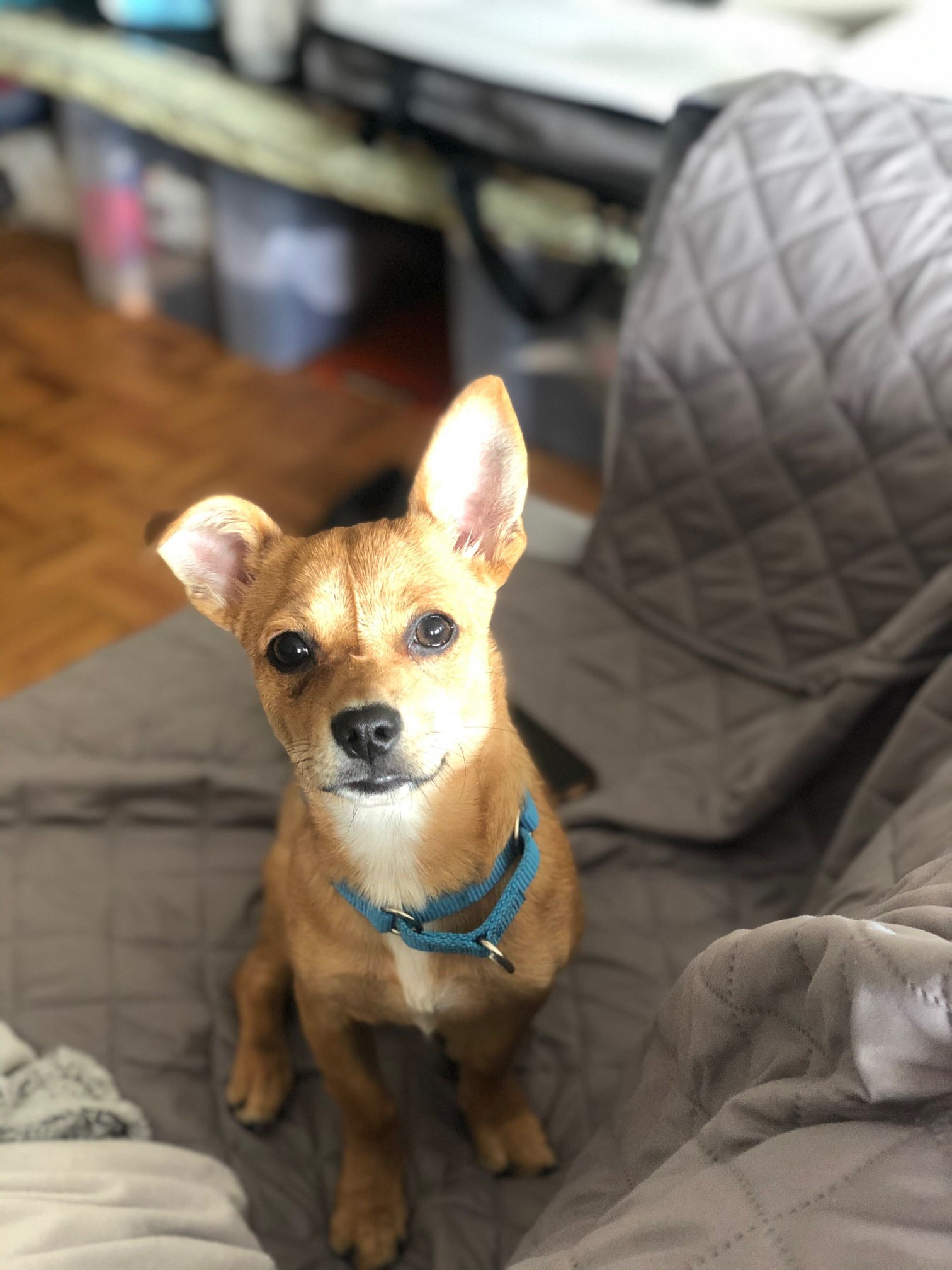 Hello Ralphie - Meet the newest member of the MVV Family,... | Facebook