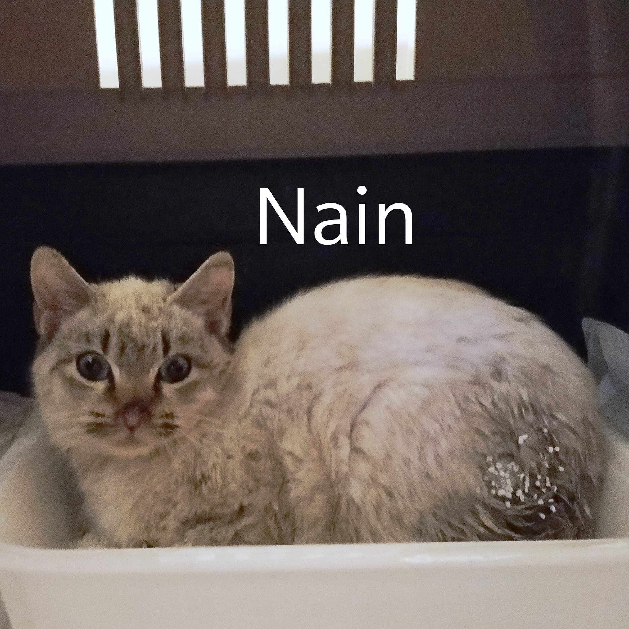 😻El significado del nombre Nain es 