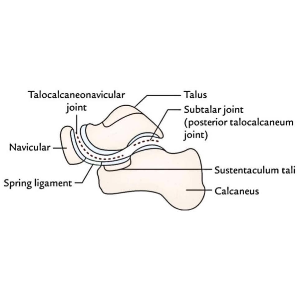 THE SUBTALAR JOINT ⠀... - Sports Physiotherapy Stefan Duell | Facebook