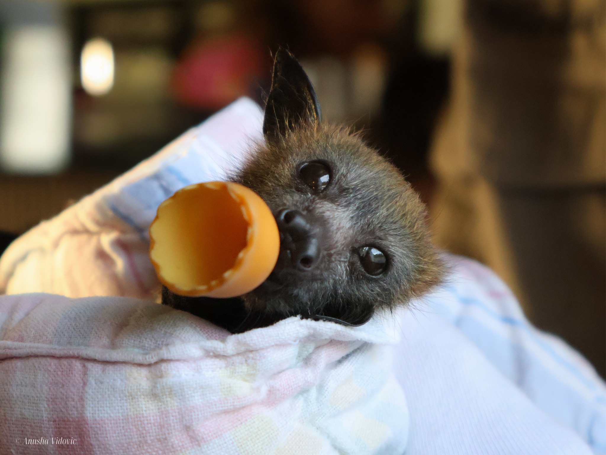Batty Boat Cruise January 2026