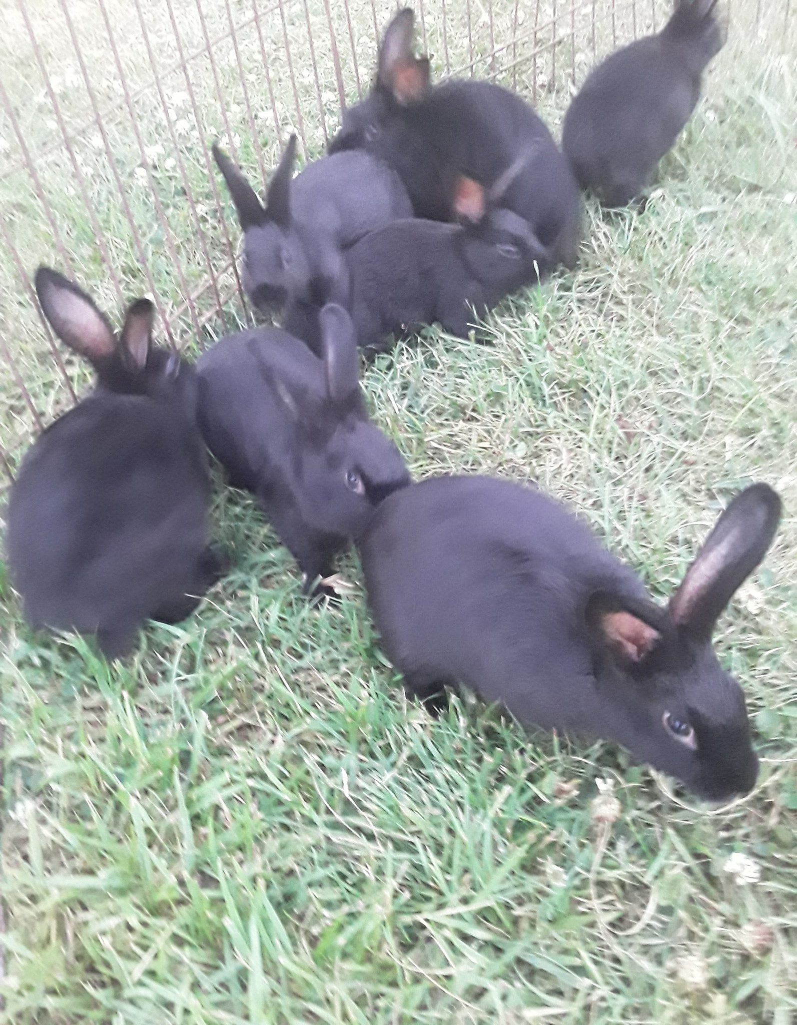 War Eagle Rabbitry | Hindsville AR
