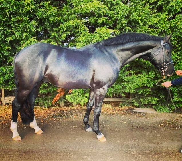 Stallions at Stud 2026 Pencos Actic King SHBGB Event Stallion