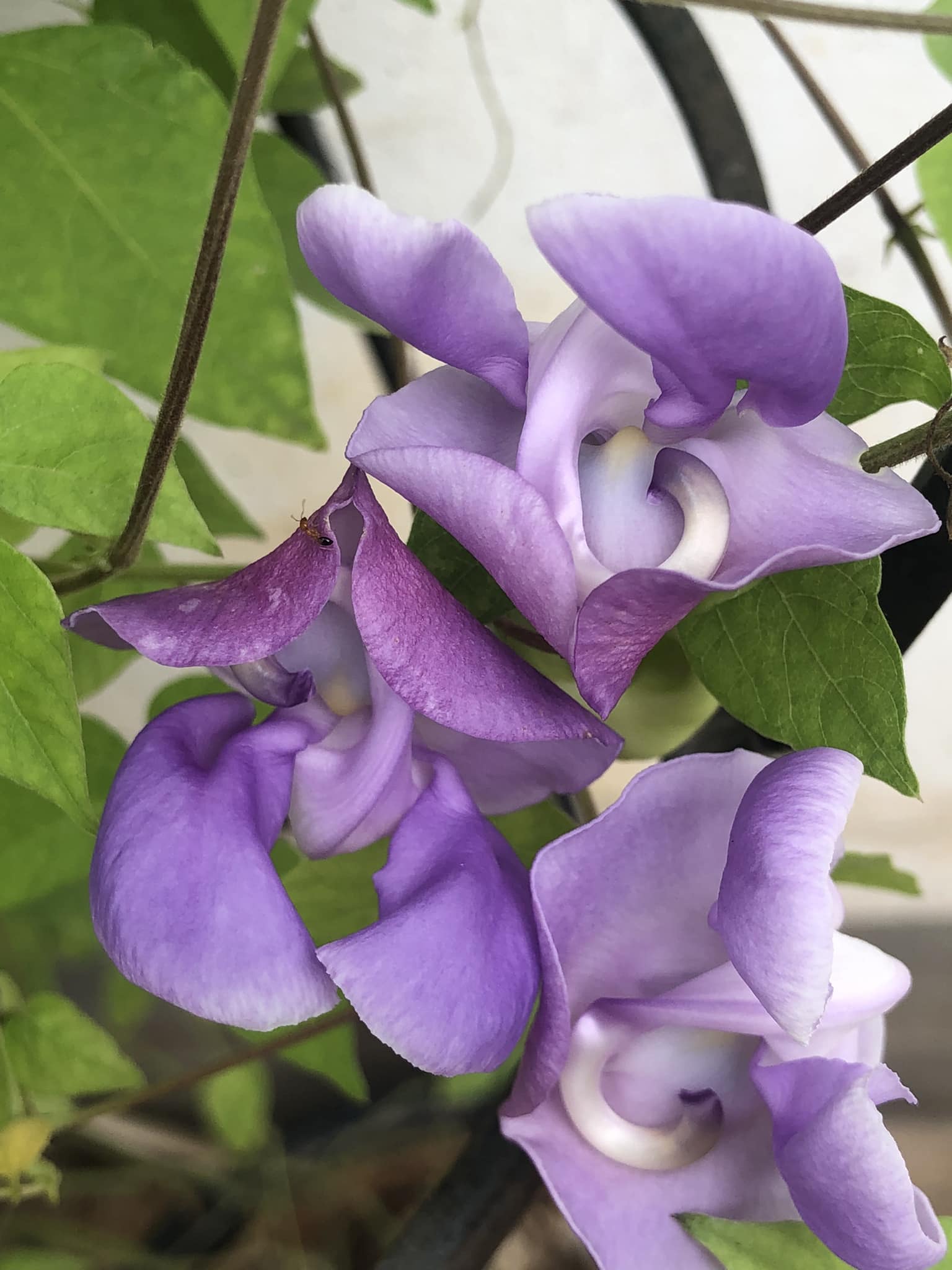 Ganesha vine in full bloom