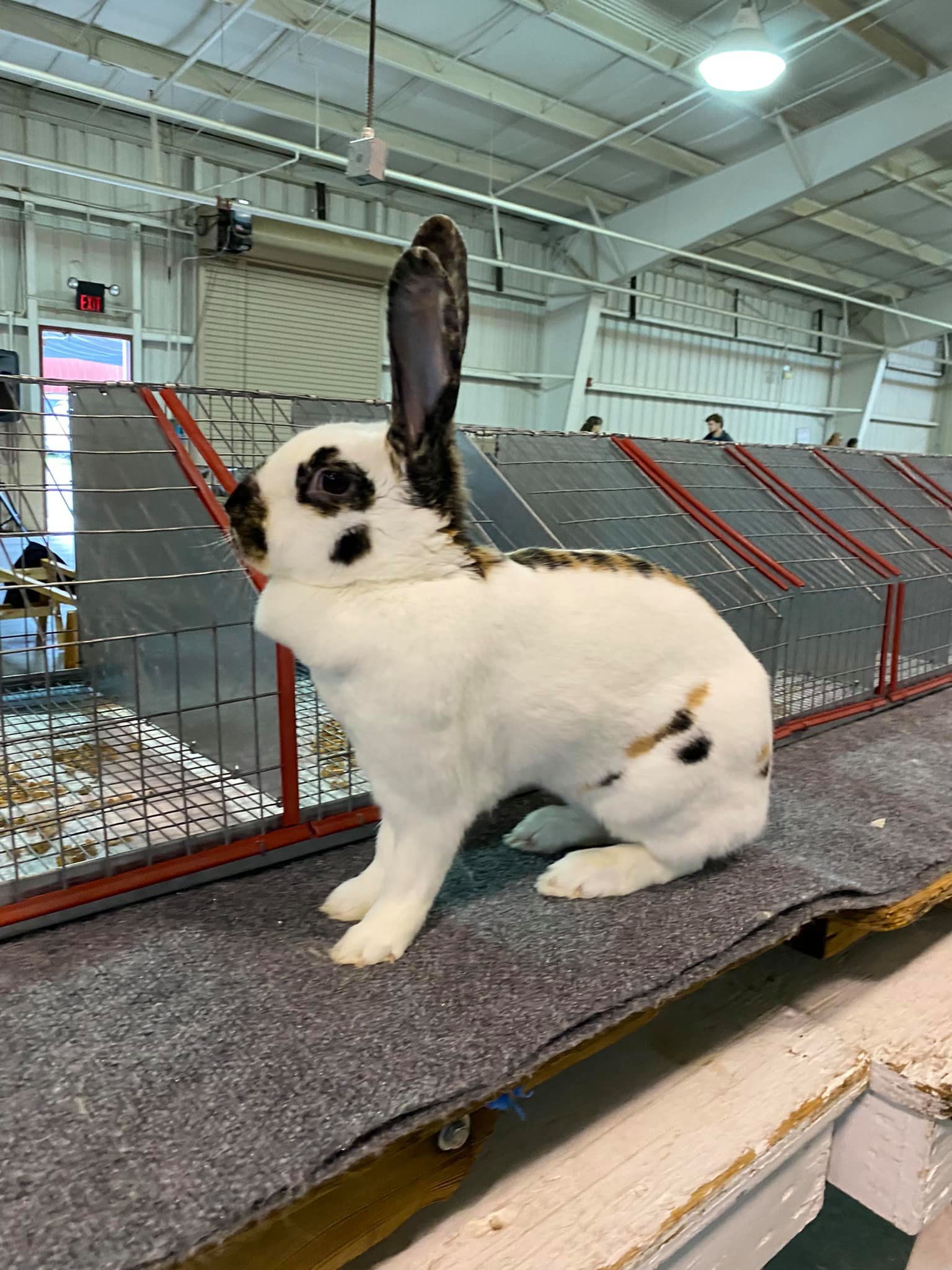 Kelly's Rabbitry