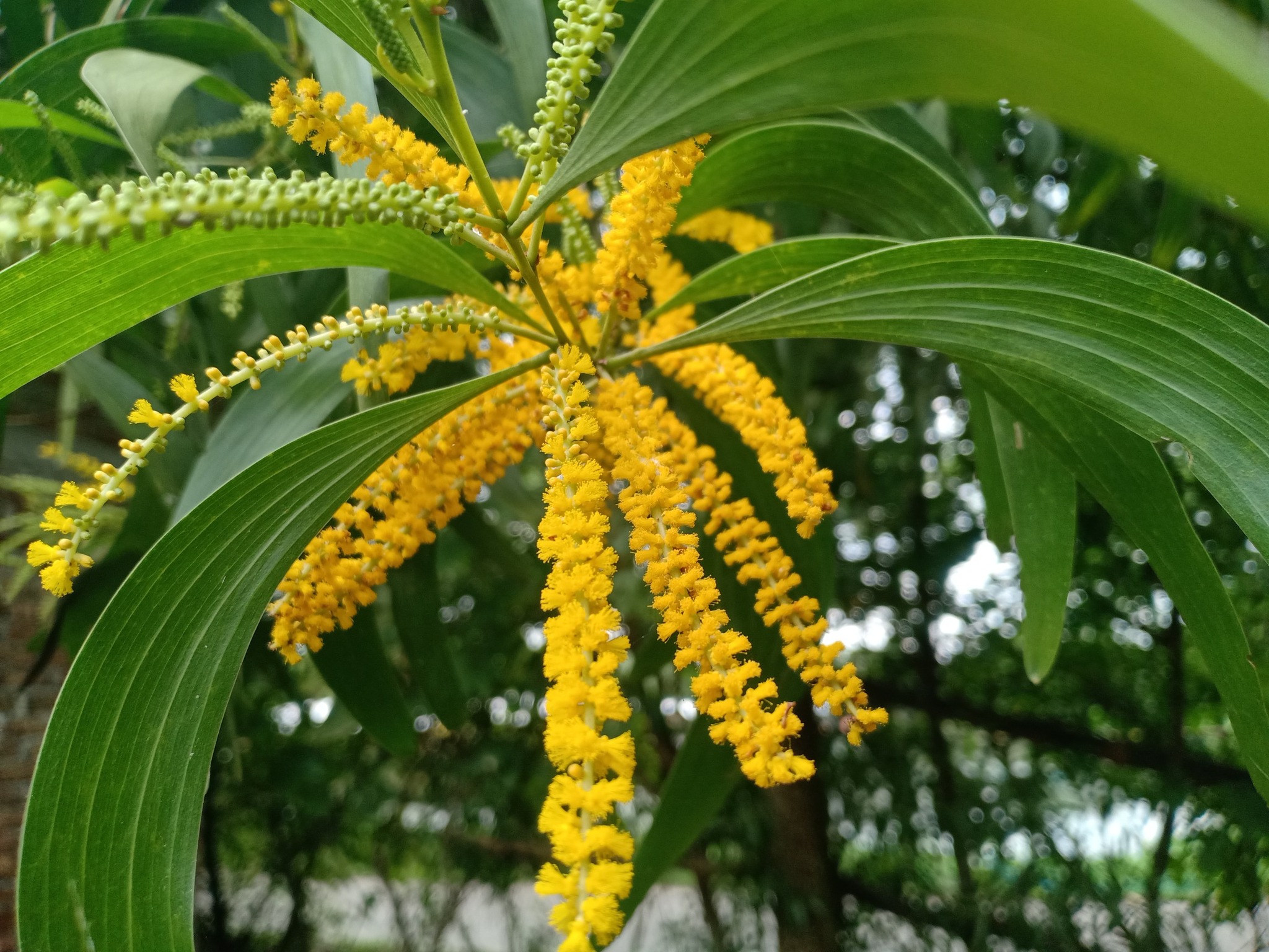 Very beautiful Acacia confusa (相思樹) in forest style. PM if