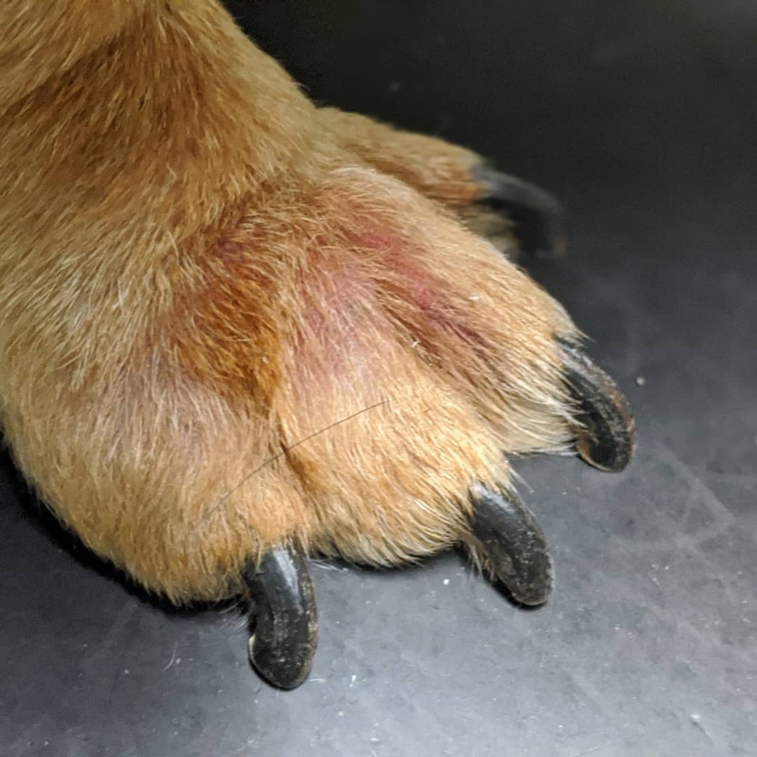 The Topical Vet - Pododermatitis - a common problem! Check...