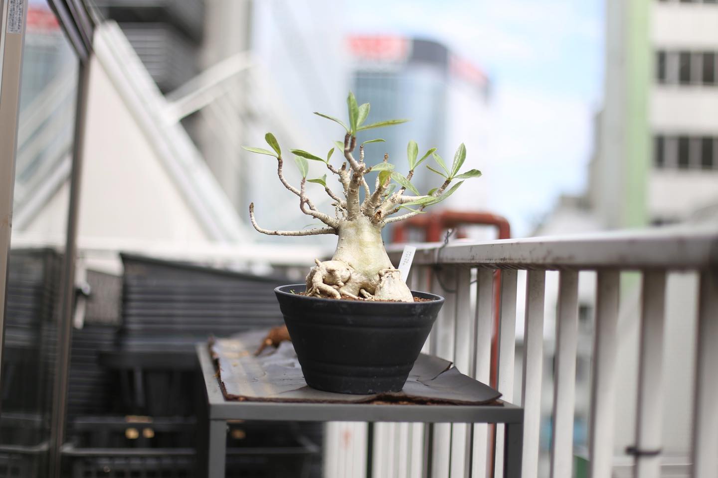 Mana S Green 吉祥寺と塊根植物 お店再開したので是非お越しください お店ですが最大２組様のみの入店とさせていただきますので ご来店されて際にお待ちいただく事がございますので予めご了承ください 入り口付近にアルコールがありますので必ず手を