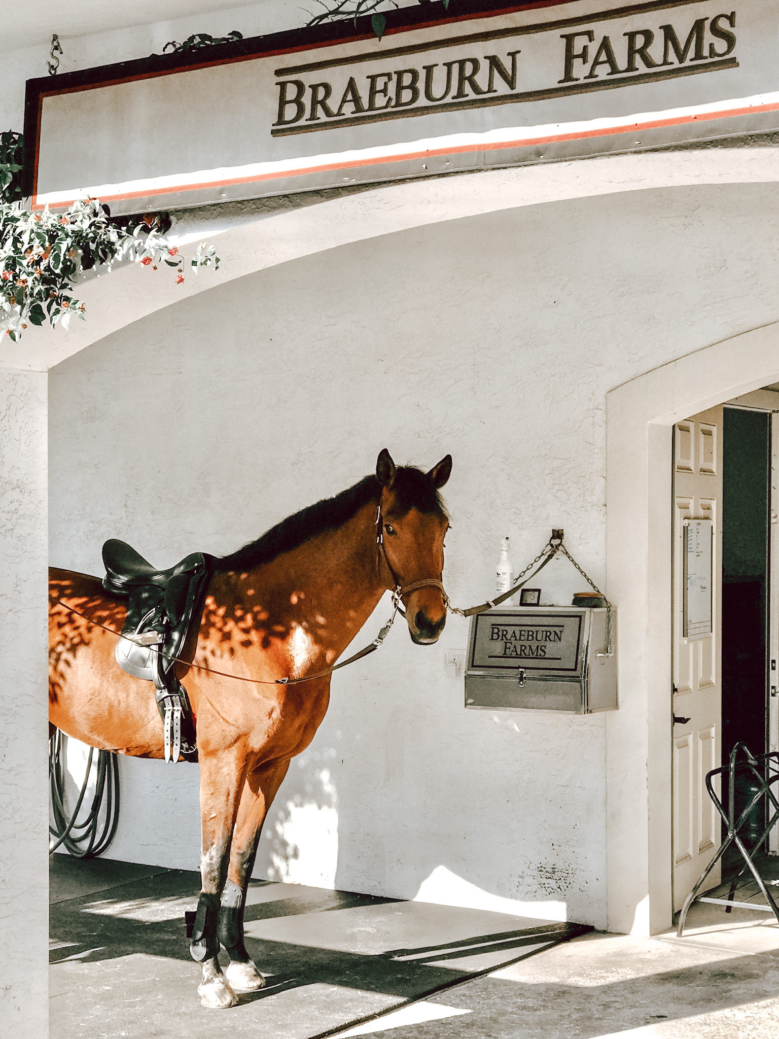 Just another day at the office ☀️ We... - Paramount Saddlery