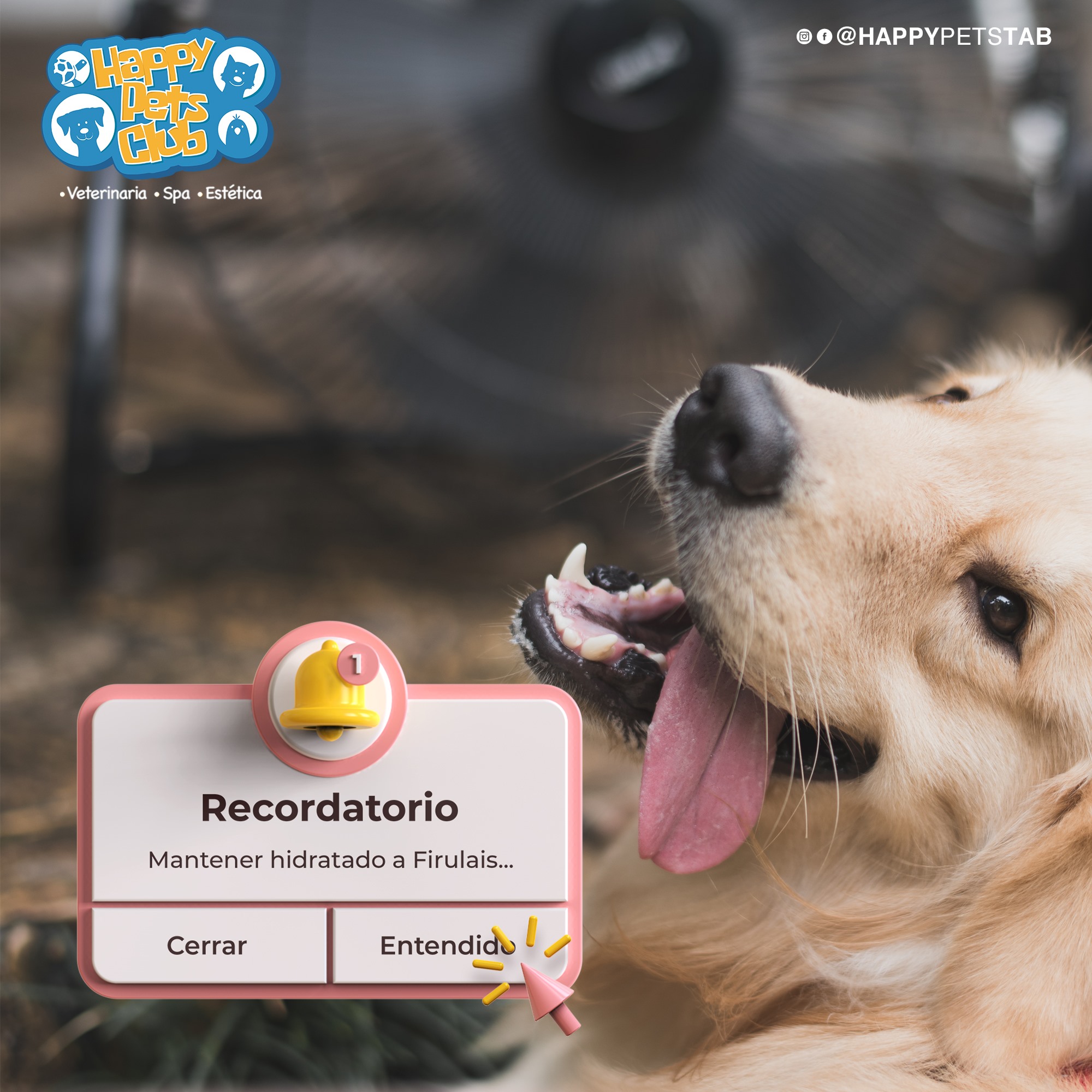 Happy Pets Club | Villahermosa