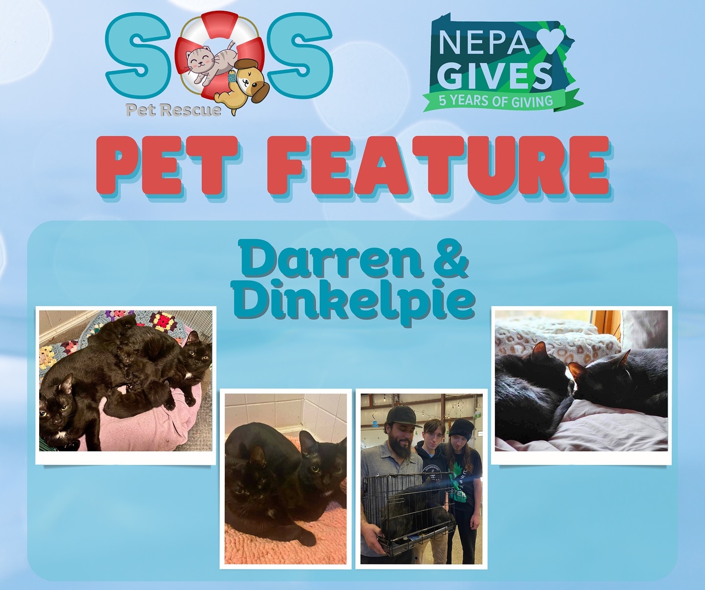 SOS - 🩵Darren & Dinkelpie🩵 These lovebirds came together from a house ...