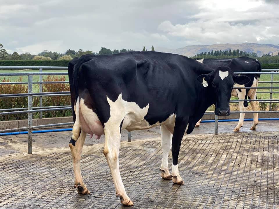 Judging has taken place in... - Holstein Friesian New Zealand