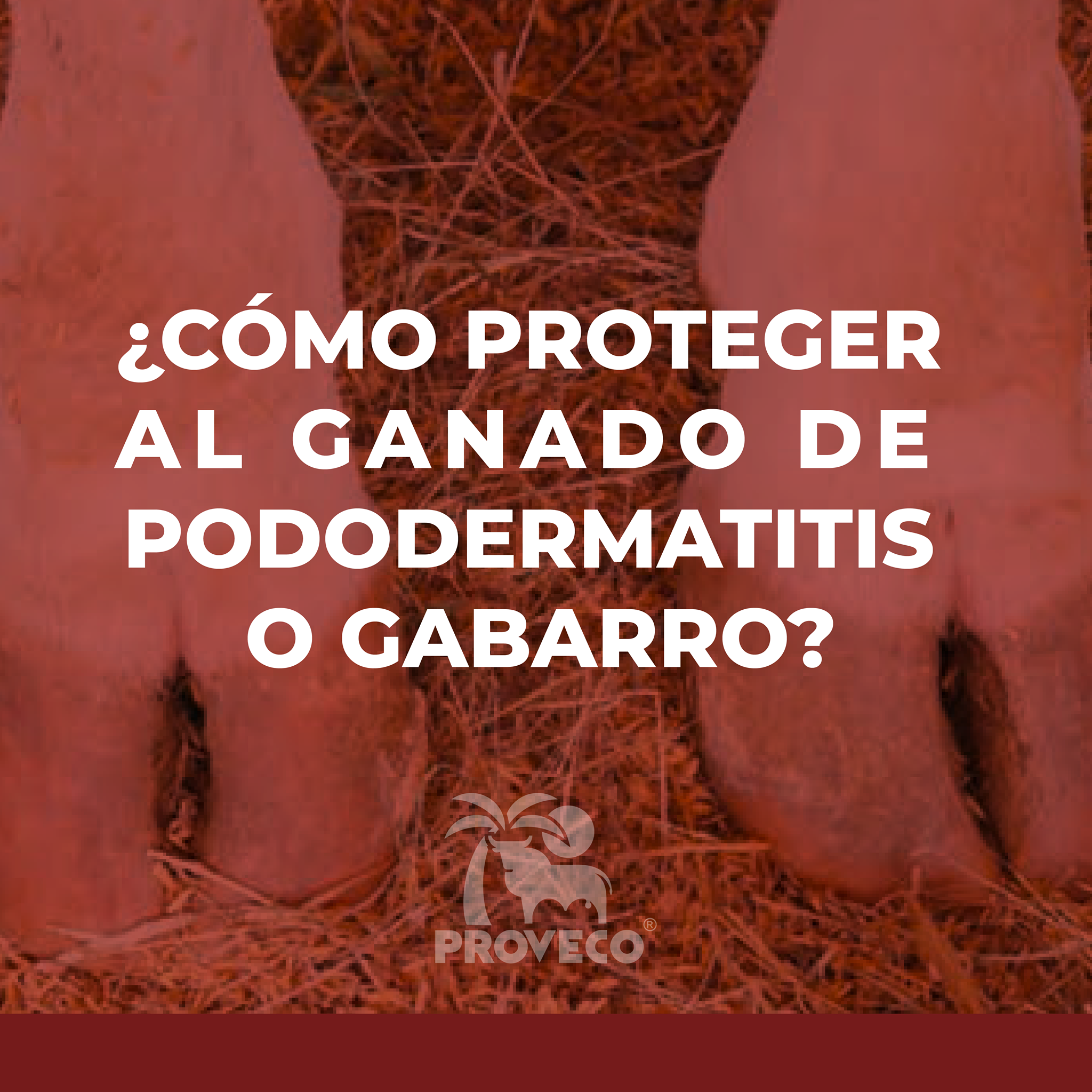Proveco - La Pododermatitis Interdigital o Gabarro, es una...