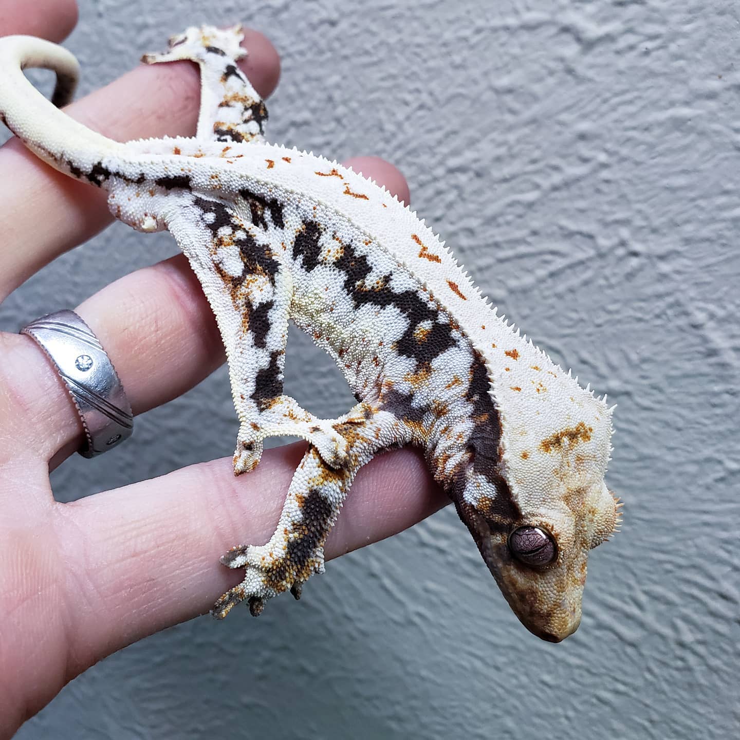 Altitude - This male Lilly White Het Axanthic will be ready to breed ...
