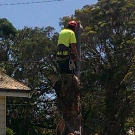 Brisbane Tree And Stump Grinding | Brisbane City QLD