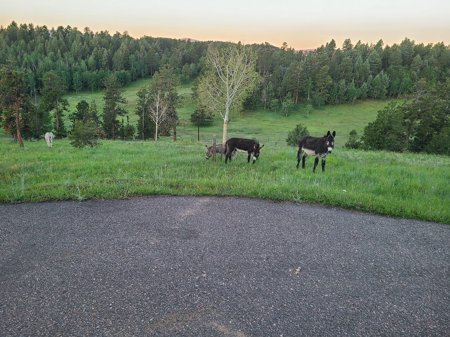 Hummingbird Hill Ranch