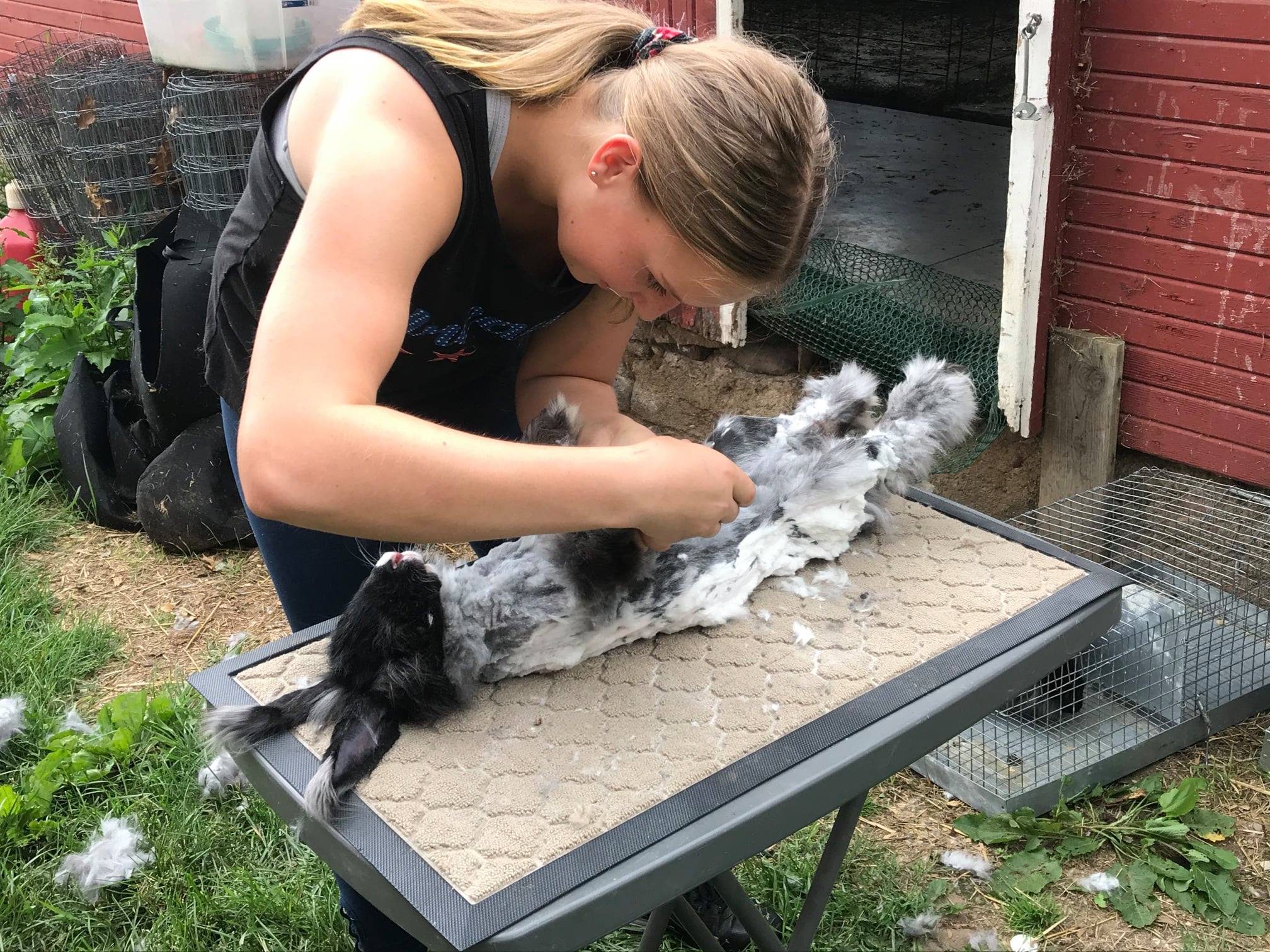 Pulaski Fluff Rabbitry - Giant Angora Rabbits in Jackson, MI
