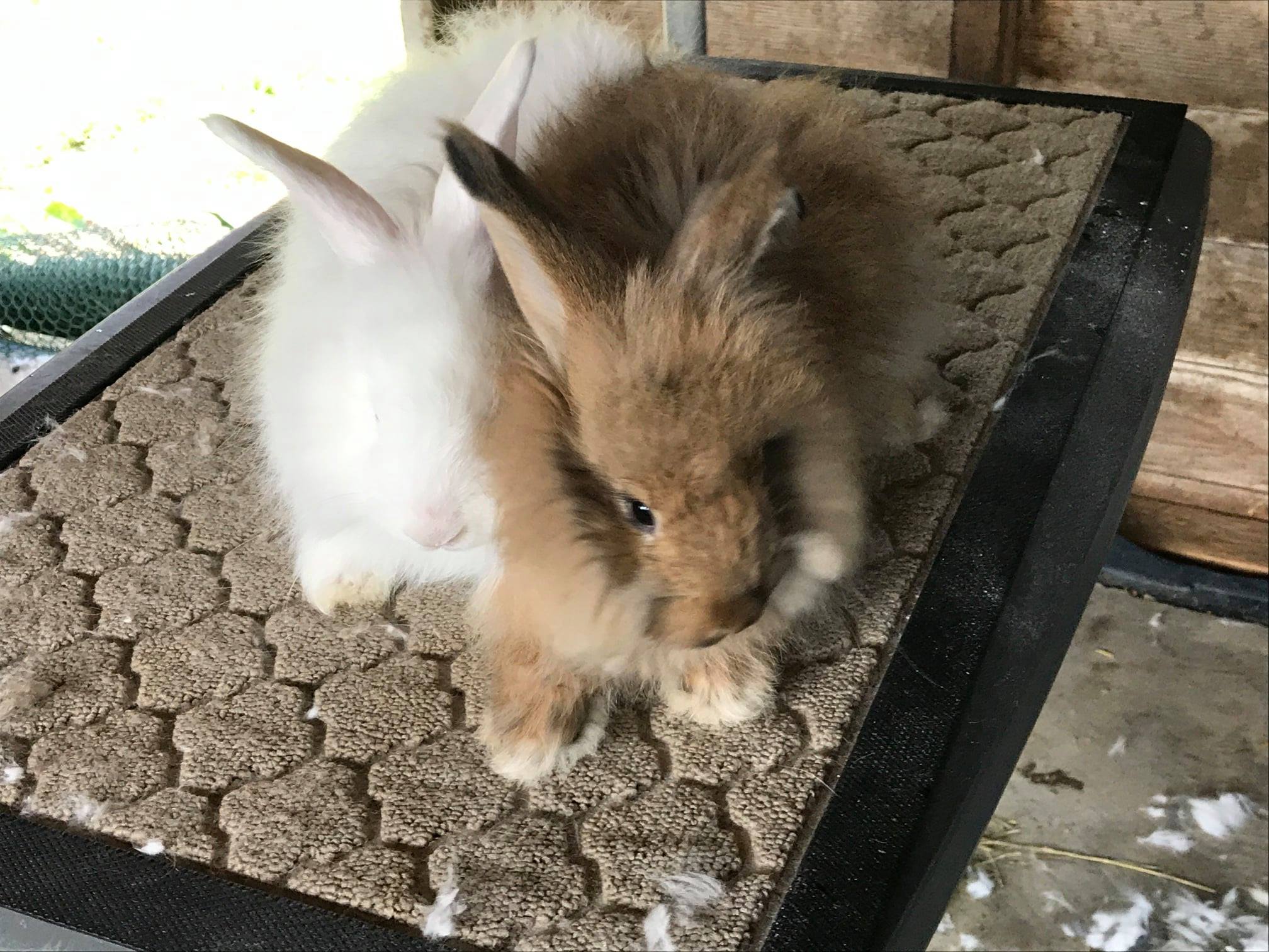 Pulaski Fluff Rabbitry - Giant Angora Rabbits in Jackson, MI