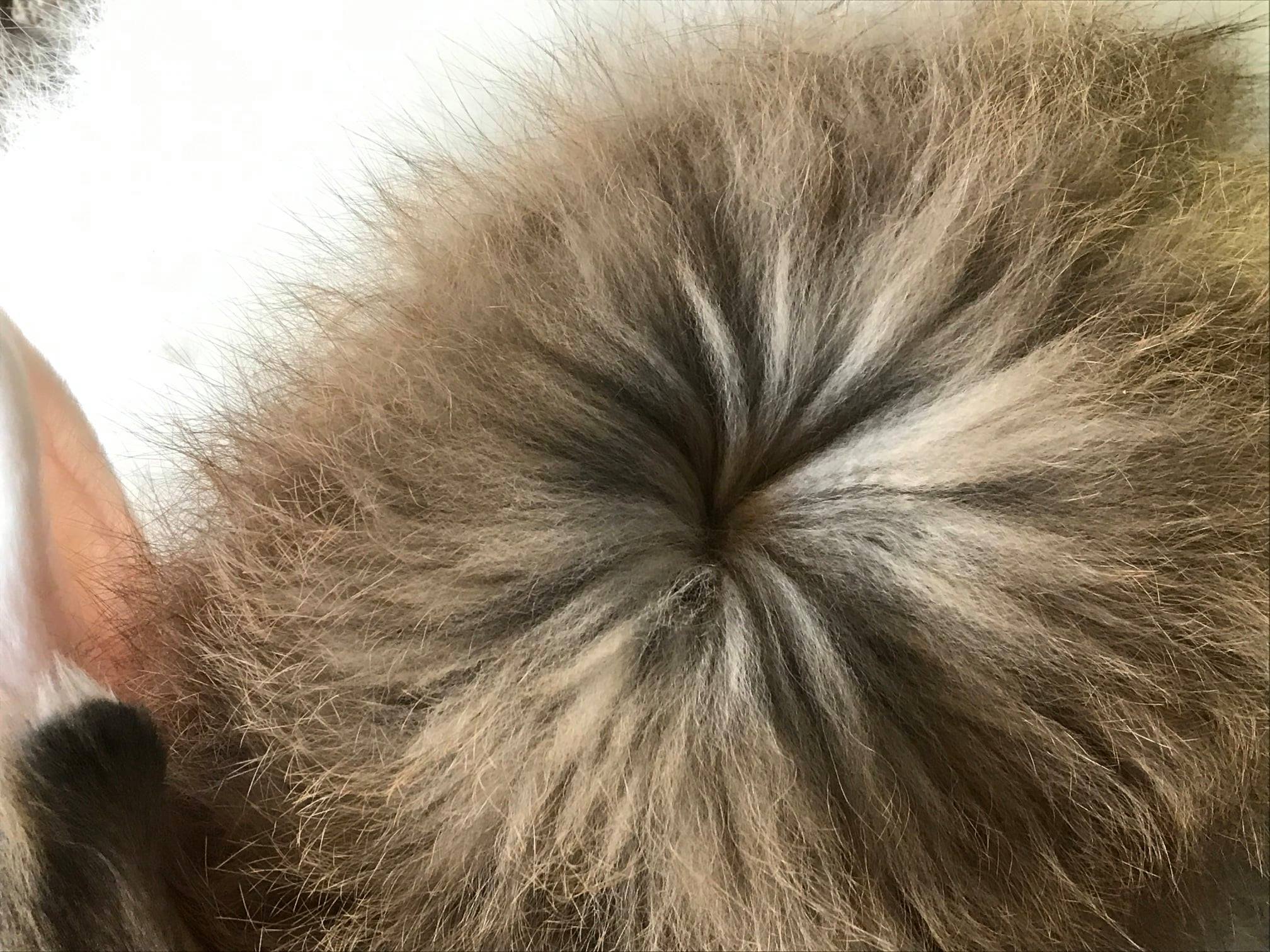 Pulaski Fluff Rabbitry - Giant Angora Rabbits in Jackson, MI