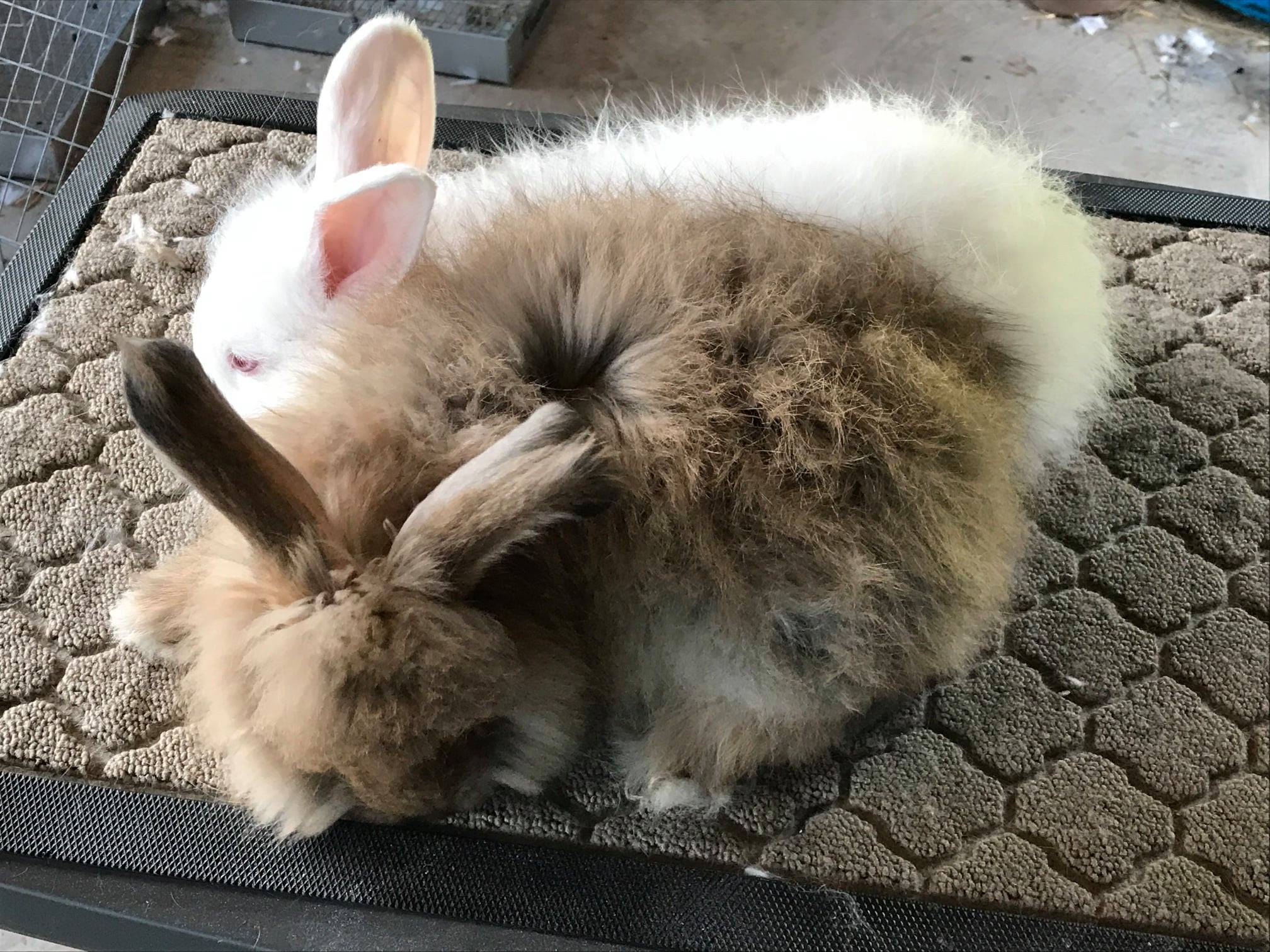 Pulaski Fluff Rabbitry - Giant Angora Rabbits in Jackson, MI